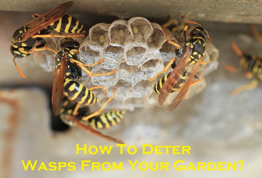How To Deter Wasps From Your Garden?