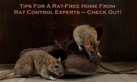 Tips For A Rat-Free Home From Rat Control Experts – Check Out!