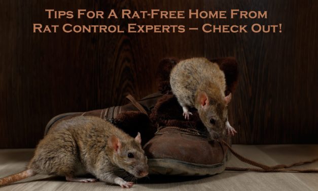 Tips For A Rat-Free Home From Rat Control Experts – Check Out!