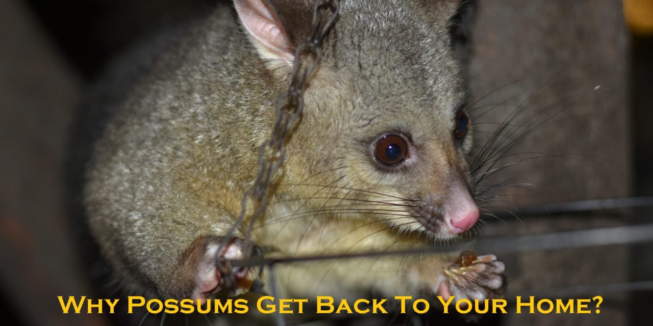 Why Possums Get Back To Your Home?