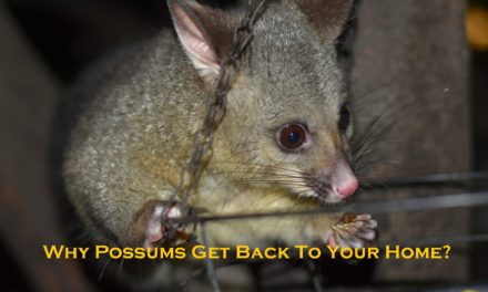 Why Possums Get Back To Your Home?