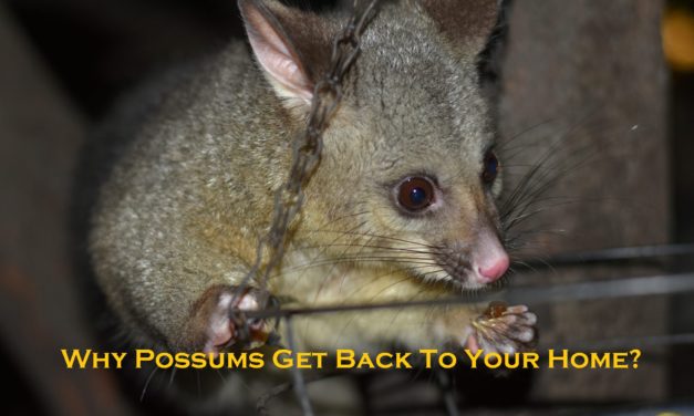 Why Possums Get Back To Your Home?