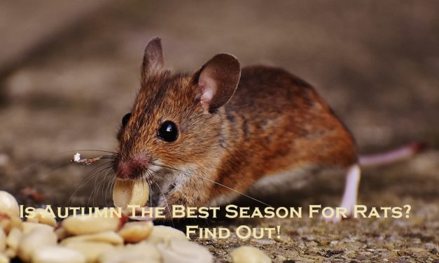 Is Autumn The Best Season For Rats?  – Find Out!