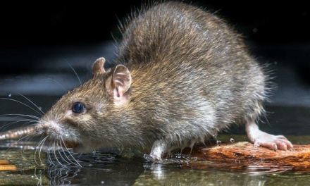 What Are Rats Scared Of? – Find Out!