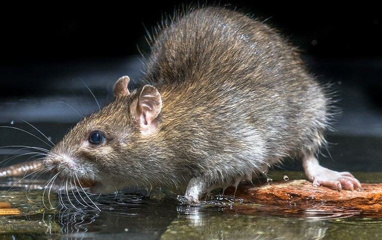 What Are Rats Scared Of? – Find Out!