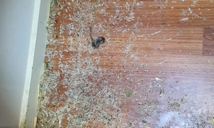 Case Study: Do you notice ammonia odour? It’s a sign of mice or rodents infestation