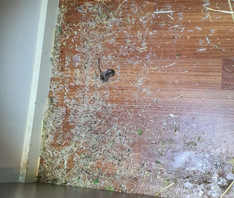 Case Study: Do you notice ammonia odour? It’s a sign of mice or rodents infestation