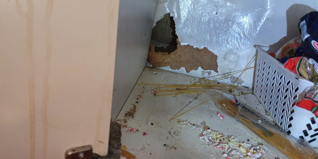 Is your Pantry a food source and hideout for Rats, Mouse and Rodents?