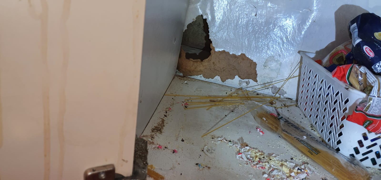 rodents problem in pantry