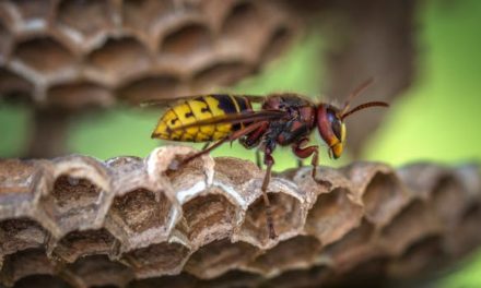 Why There Are More Wasps During Summer Months?