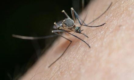 Ozzie VS Mozzie Campaign – Tips To Protect Yourself From Mosquito Borne Diseases