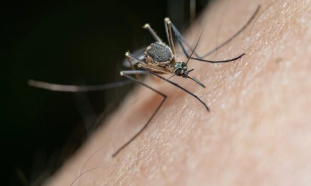 Ozzie VS Mozzie Campaign – Tips To Protect Yourself From Mosquito Borne Diseases