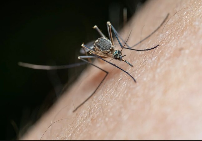 Ozzie VS Mozzie Campaign – Tips To Protect Yourself From Mosquito Borne Diseases