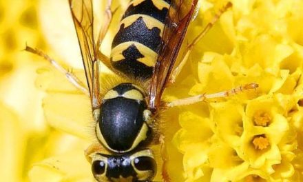 What Attracts Australian Hornet Wasps To Your Home?