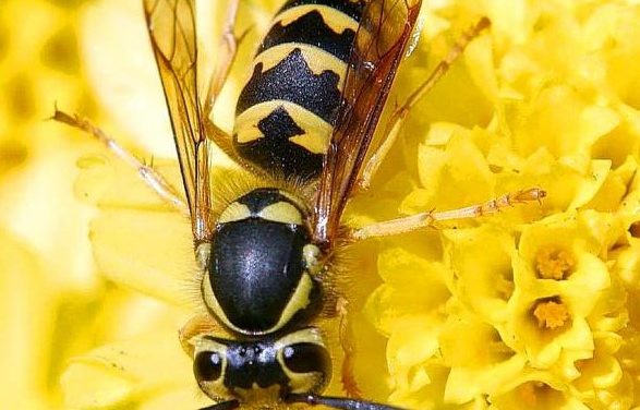 What Attracts Australian Hornet Wasps To Your Home?