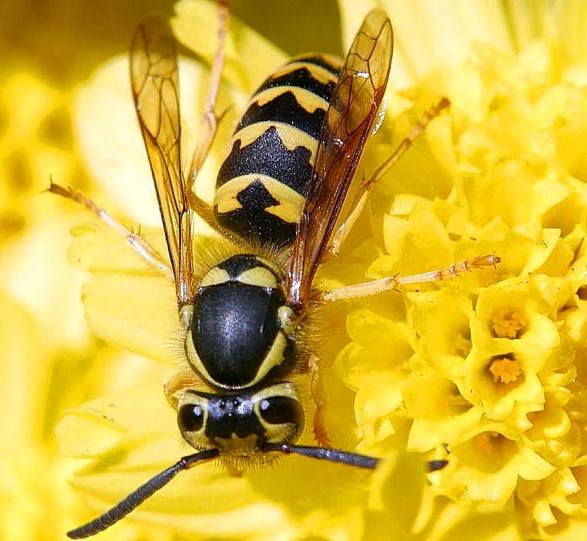 What Attracts Australian Hornet Wasps To Your Home?