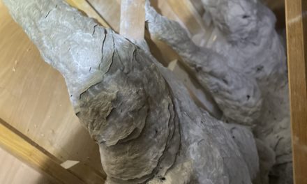 Gigantic Wasps Nest Discovered in North West Suburb of Melbourne