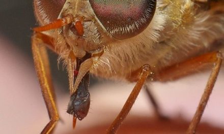 Why Must You Stay Away From March Flies –Learn More!