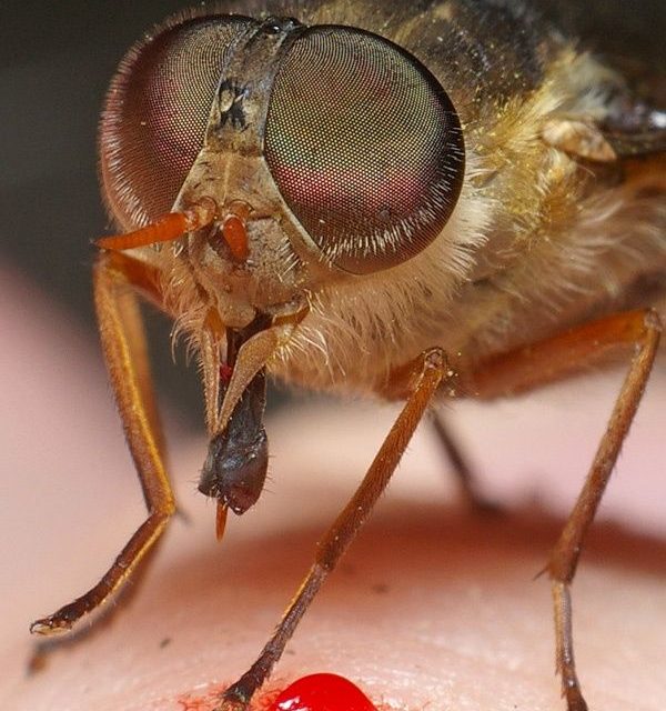 Why Must You Stay Away From March Flies –Learn More!