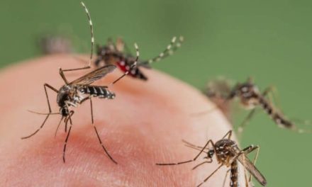 Information Regarding Mosquito-Borne Diseases For Licensed Pest Control Operators In Victoria