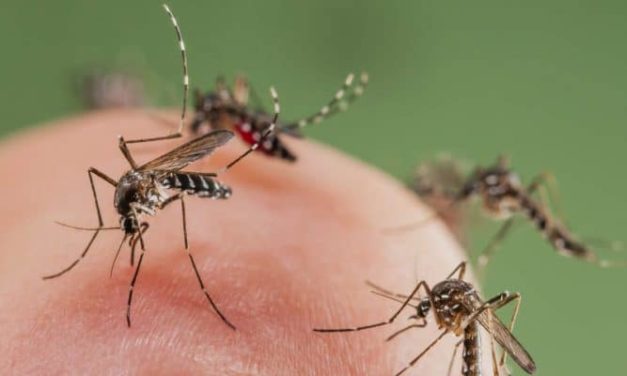 Information Regarding Mosquito-Borne Diseases For Licensed Pest Control Operators In Victoria