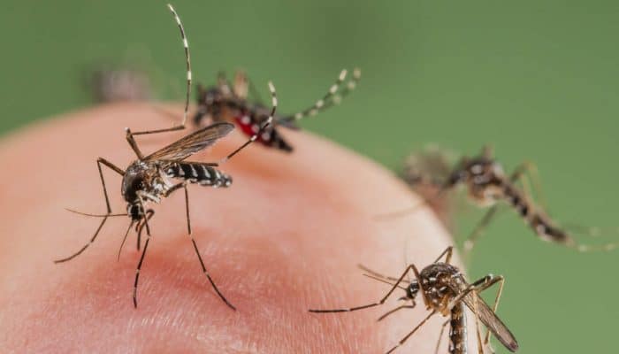 Information Regarding Mosquito-Borne Diseases For Licensed Pest Control Operators In Victoria
