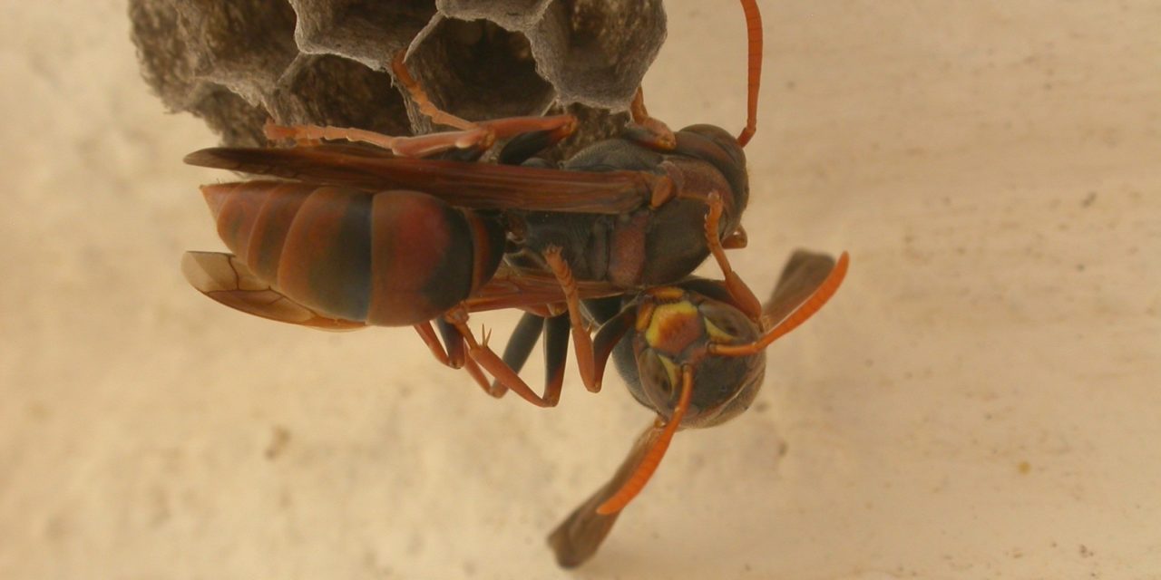 Polistus Humilus Are Aggressive During Autumn Season