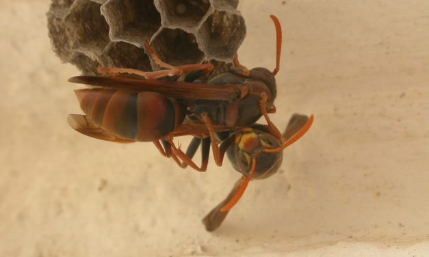 Polistus Humilus Are Aggressive During Autumn Season