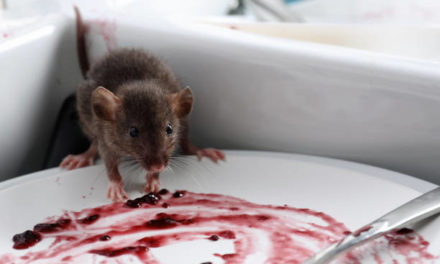 Why Do Mice And Rodents Visit Your Kitchen In Autumn?