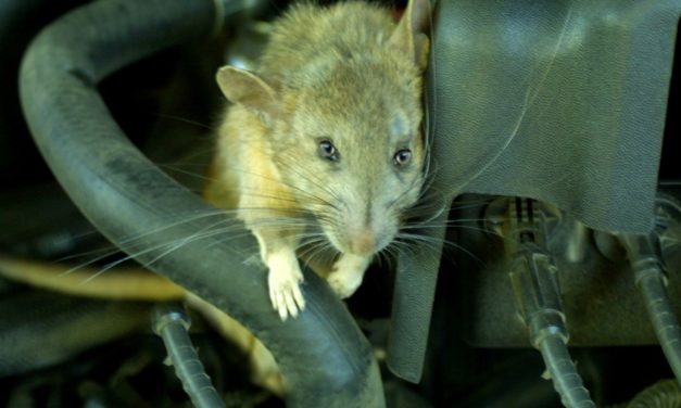 Rat Infestation Woes: The Costly Burden On Car Owners