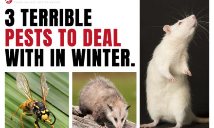 3 Terrible Pests To Deal With In Winter