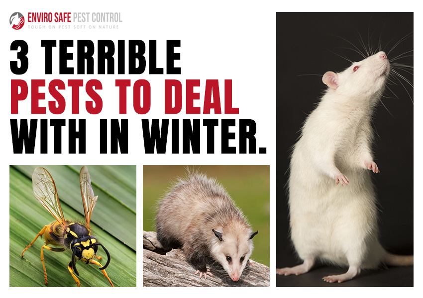 3 Terrible Pests To Deal With In Winter