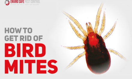 How To Get Rid Of Bird Mites?