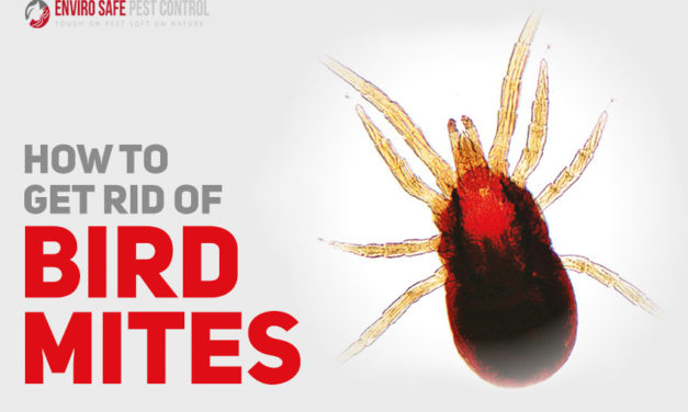 How To Get Rid Of Bird Mites?