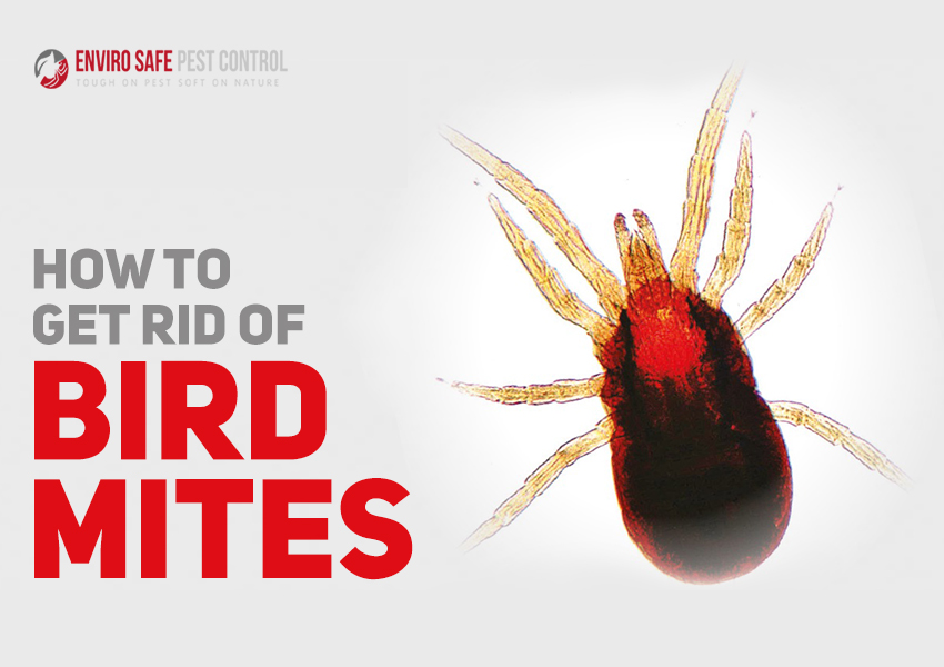 How To Get Rid Of Bird Mites?