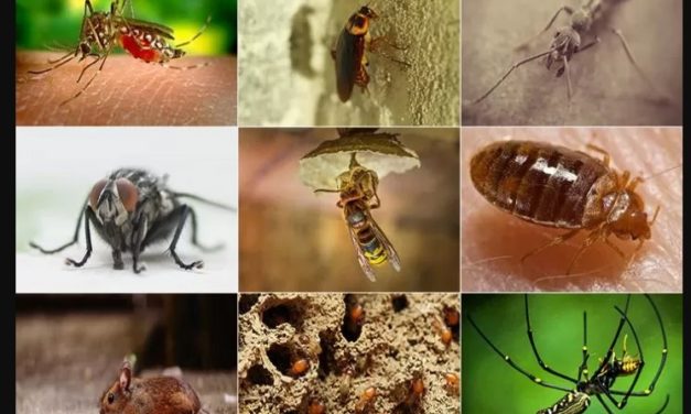 These Five Pests Are Increasing During Spring In Melbourne