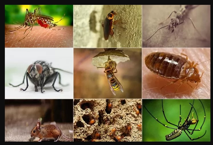 These Five Pests Are Increasing During Spring In Melbourne