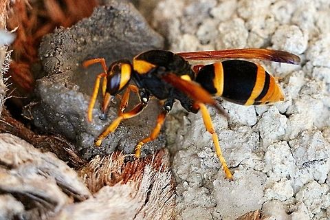 How Dangerous Is The Australian Hornet Wasp?