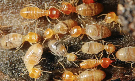 Types Of Termites In Melbourne And Ways To Get Rid Of Them