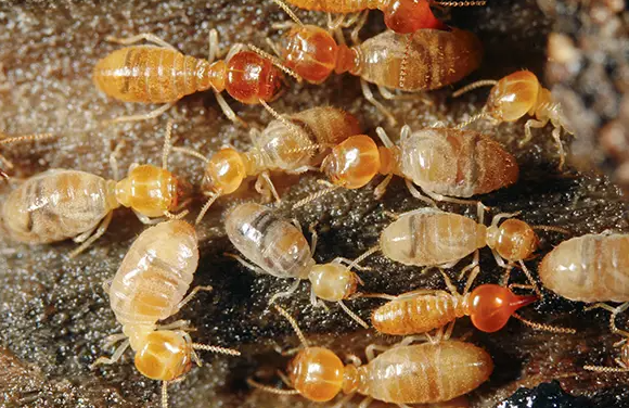 Types Of Termites In Melbourne And Ways To Get Rid Of Them