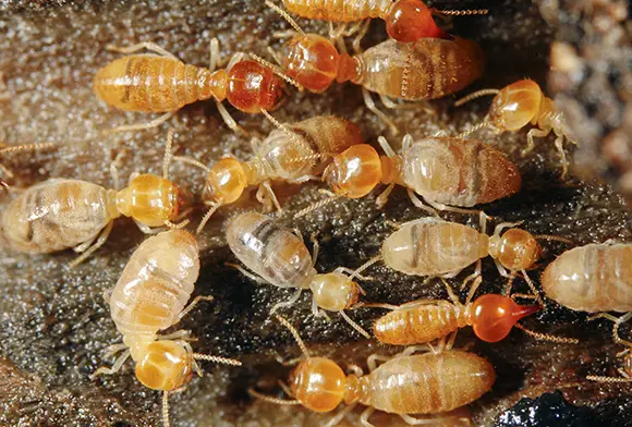 Types Of Termites In Melbourne And Ways To Get Rid Of Them