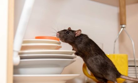 Commercial Pest Control – Signs Your Space Has Rodents