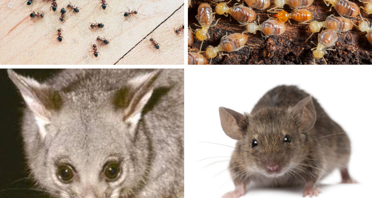 Pests That Attack Your Home In Summer