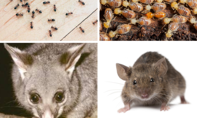 Pests That Attack Your Home In Summer