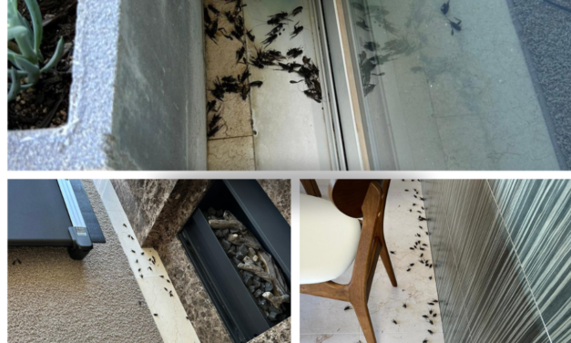 Cricket Plague In Brighton How To Stay Safe And Protect Your Home?