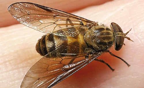 How To Deal With March Flies?