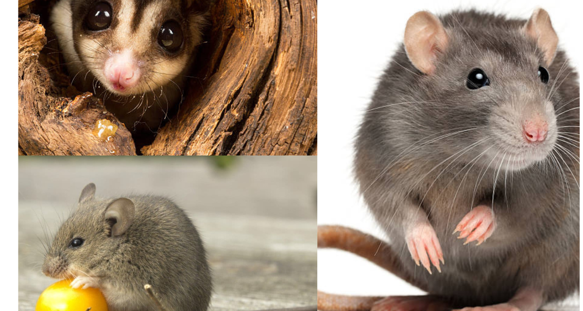 What Are The Most Active Pests In Autumn?