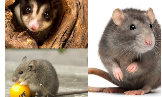 What Are The Most Active Pests In Autumn?