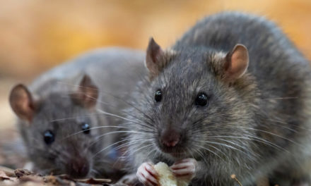 How To Get Rid of Rats in the Autumn Season?