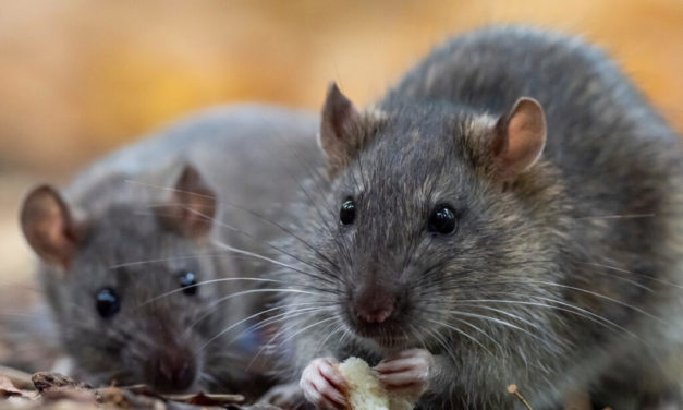 How To Get Rid of Rats in the Autumn Season?